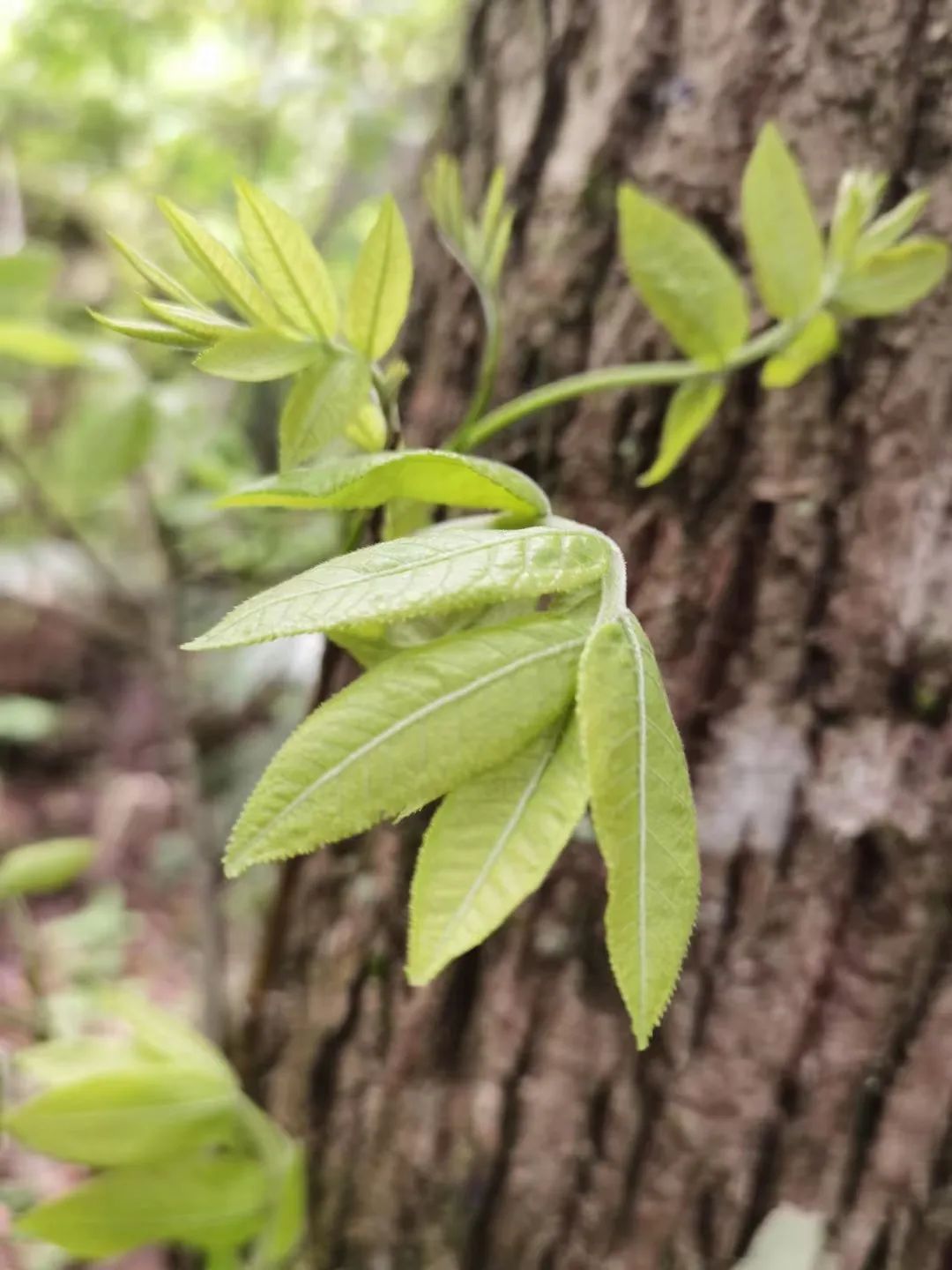 恩施富硒茶分布在哪里啊