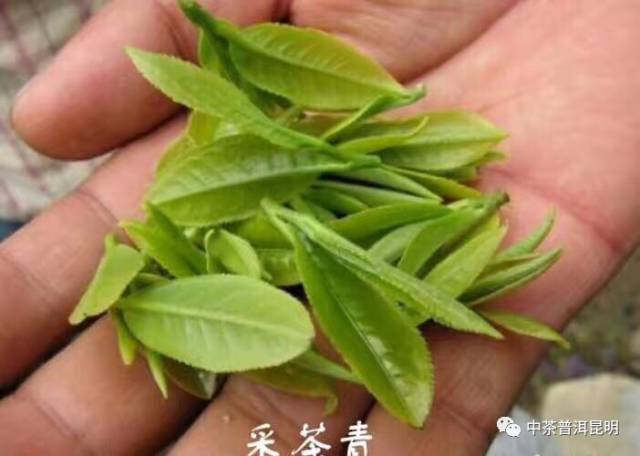 含有富硒的茶叶是什么茶