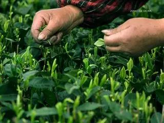 紫阳富硒茶和毛尖的区别