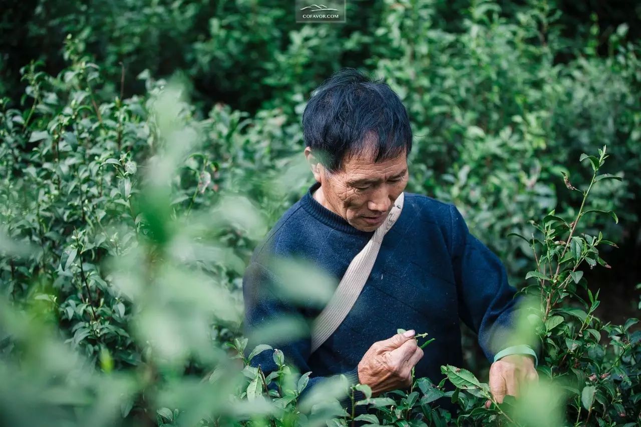 西安卖紫阳富硒茶的地方