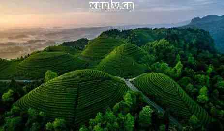 富硒普洱茶的好处：揭秘其益处与潜在风险