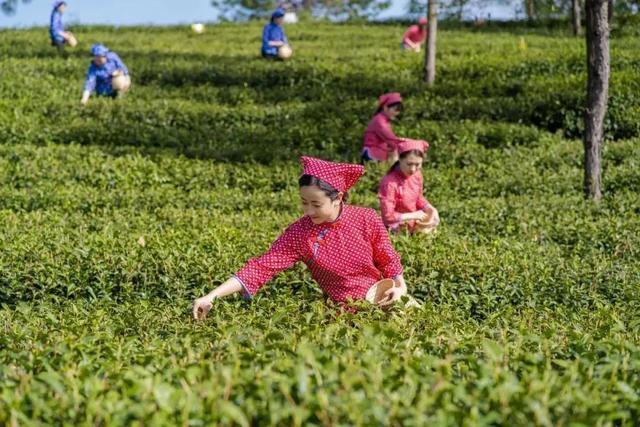 富硒茶是哪些植物的叶子