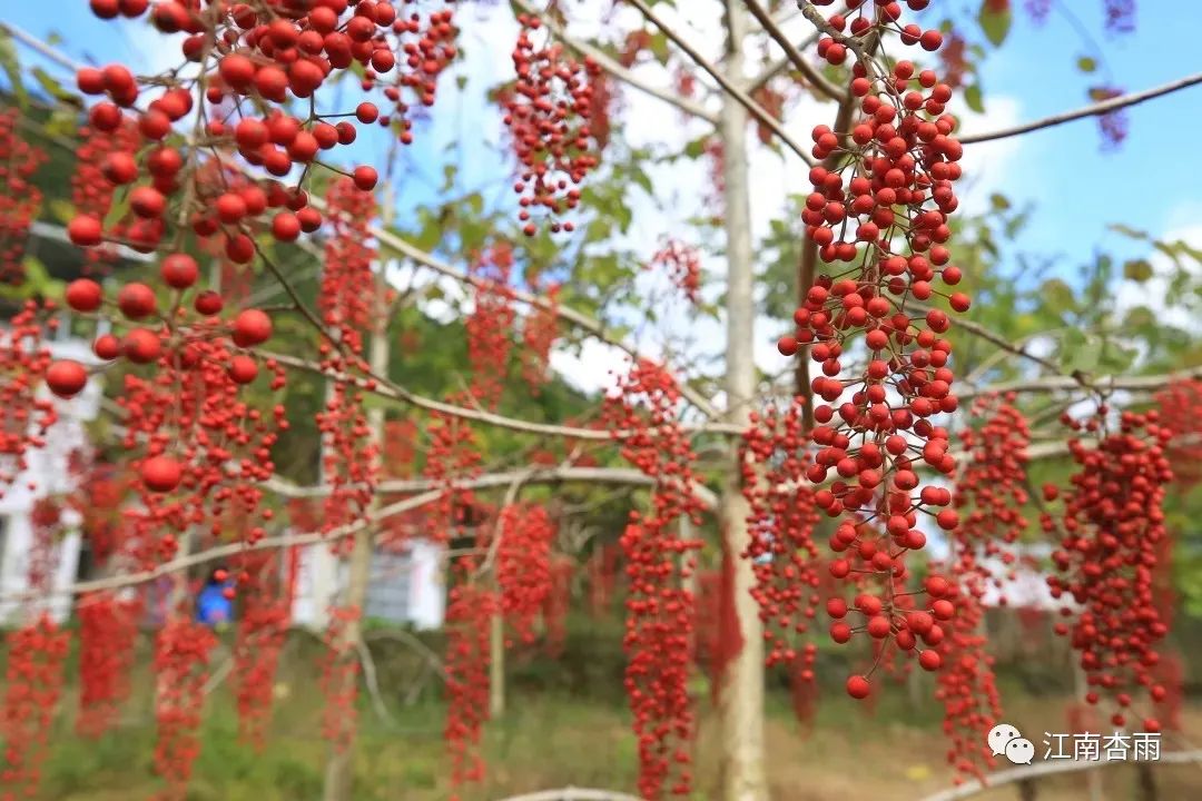 玉露和富硒茶哪个好喝点