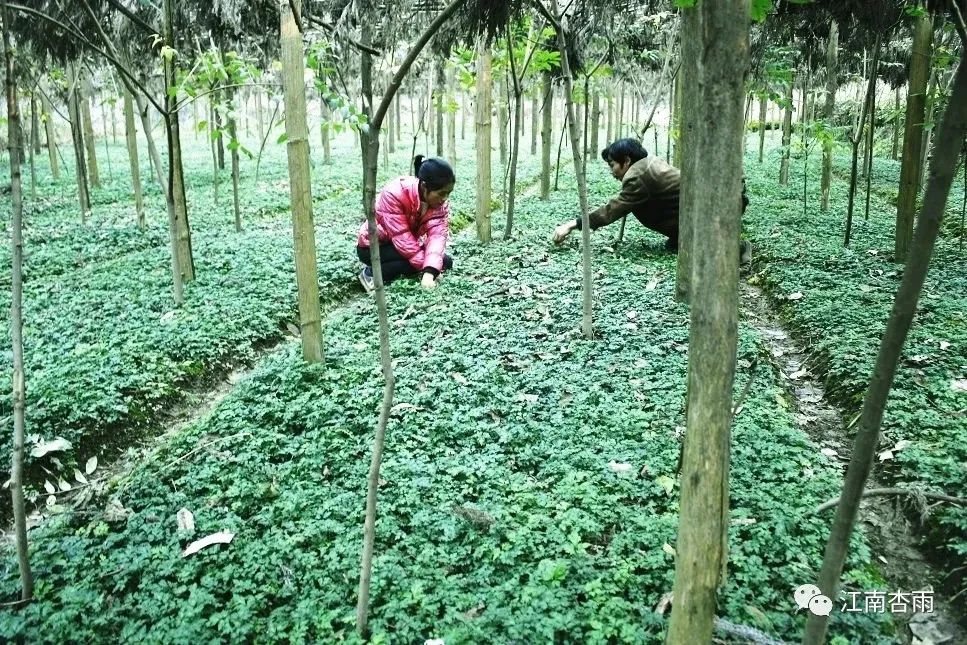 玉露和富硒茶哪个好喝点