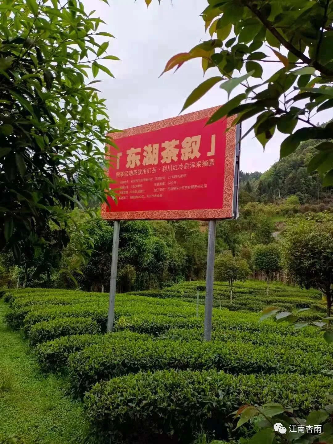 玉露和富硒茶哪个好喝点