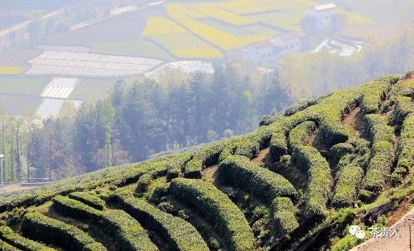 富硒茶什么原料最好喝呢