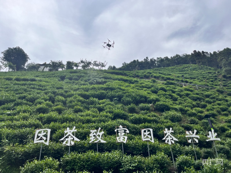 陕西紫阳富硒茶是绿茶吗