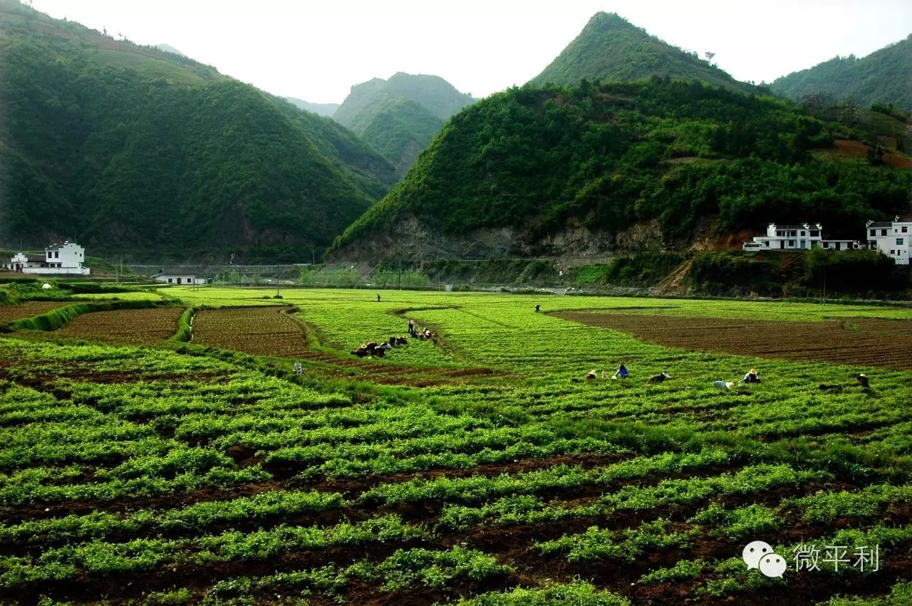 我为安康富硒茶代言奖项