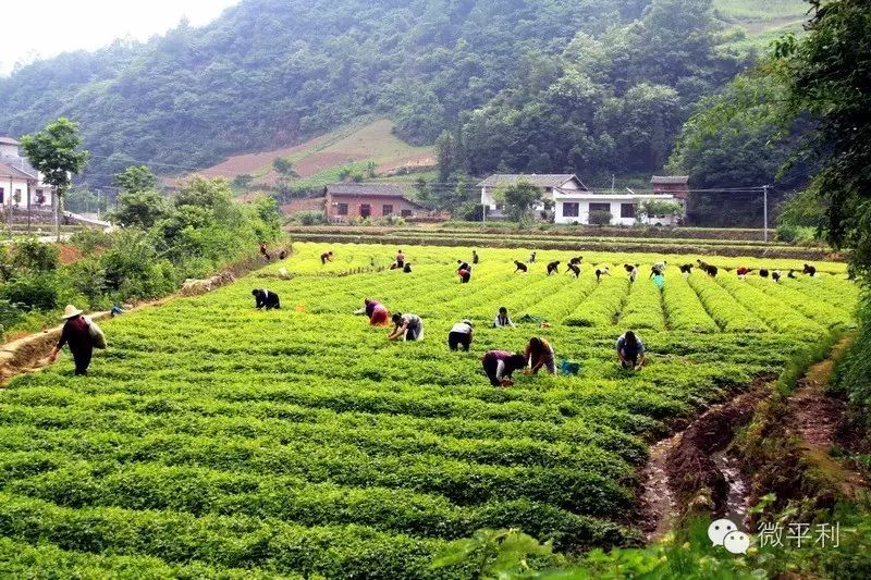 我为安康富硒茶代言奖项