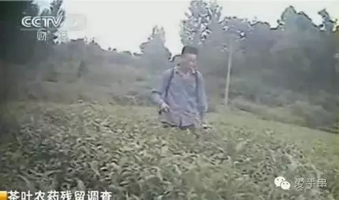 富硒桑叶茶什么时候喝好