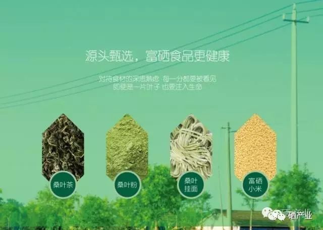 富硒桑叶茶什么时候喝好