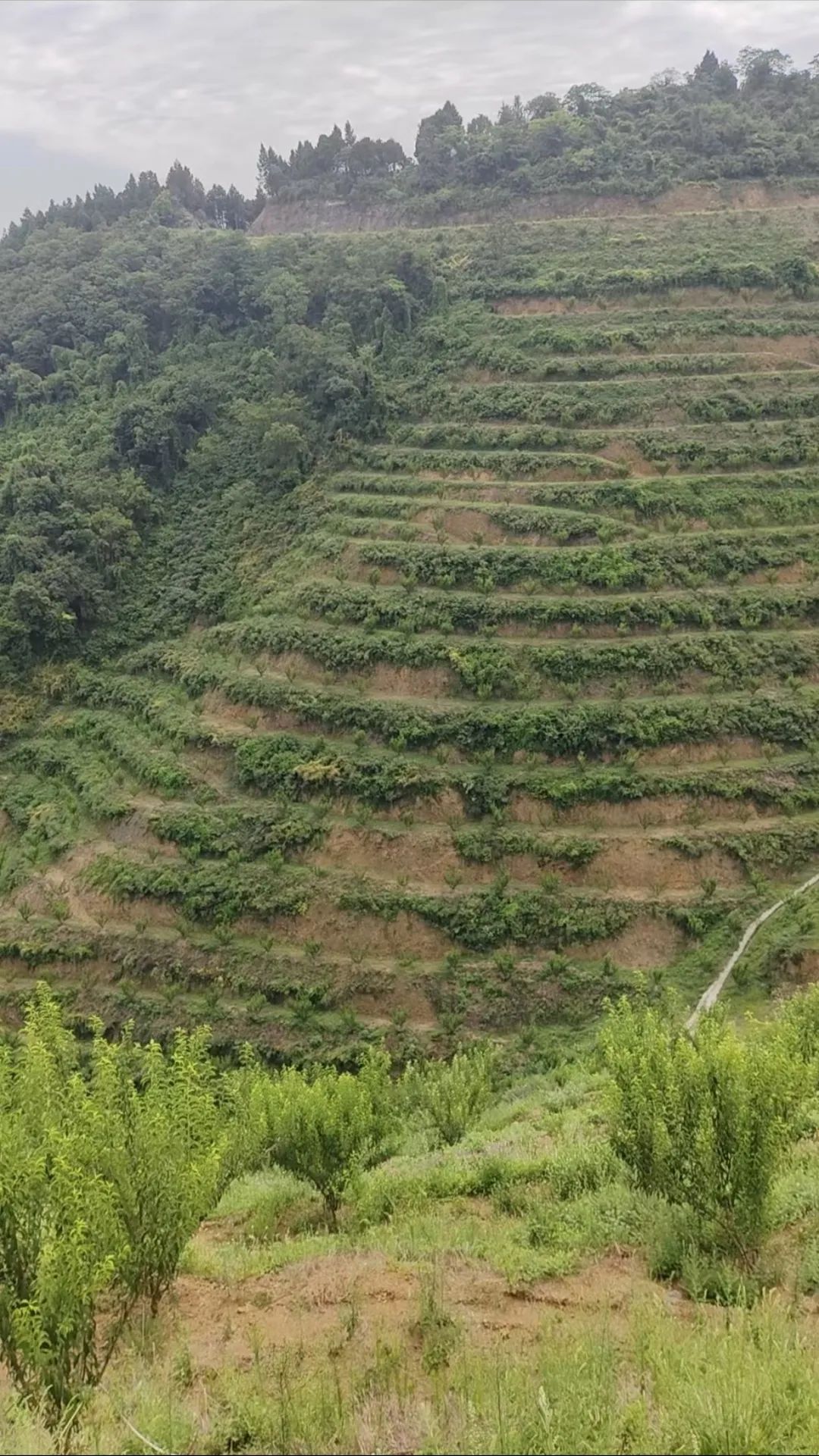 西安紫阳富硒茶在哪里卖