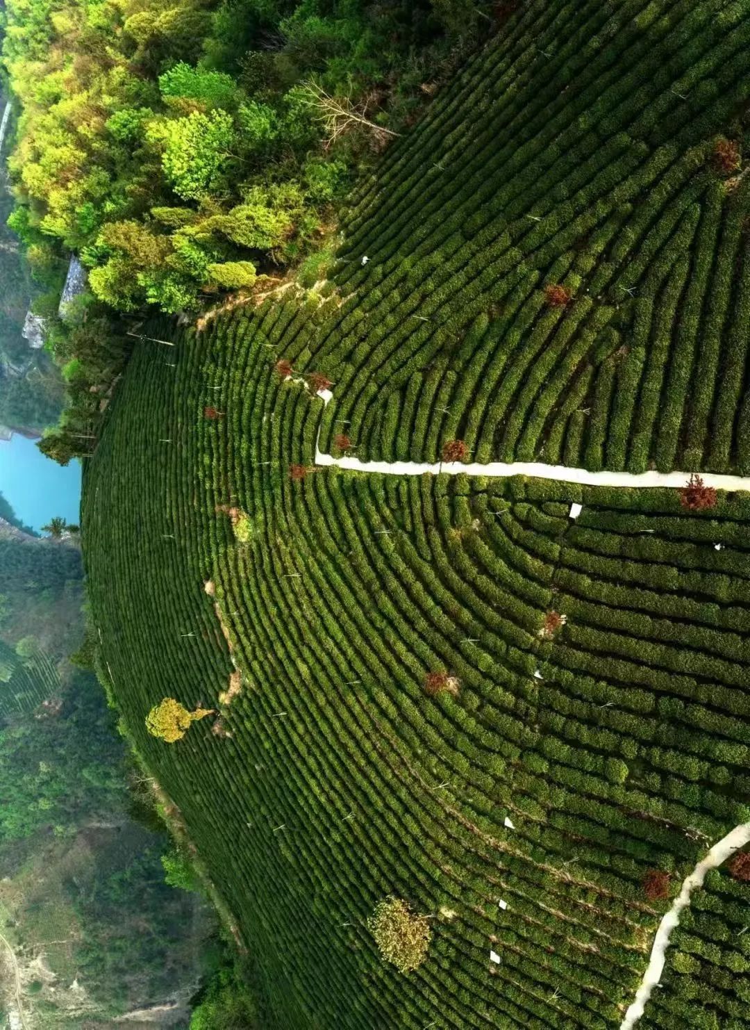 西安紫阳富硒茶在哪里卖