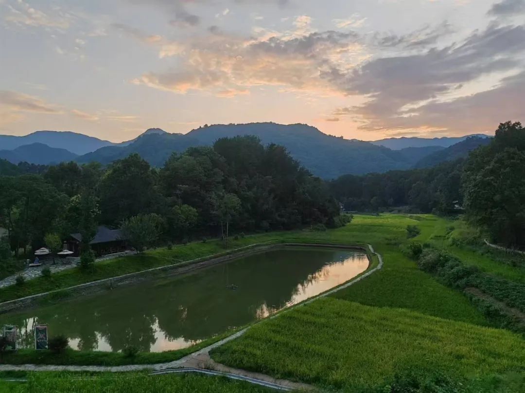 西安紫阳富硒茶在哪里卖