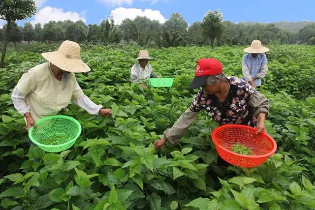 富硒桑叶茶什么时候喝好