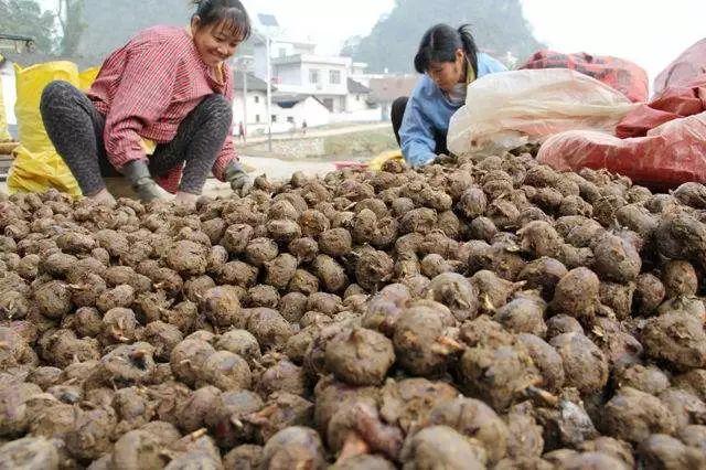 富硒茶属于凉性还是热性