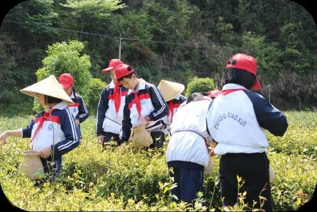 安徽富硒茶博园介绍资料