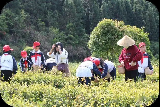 安徽富硒茶博园介绍资料