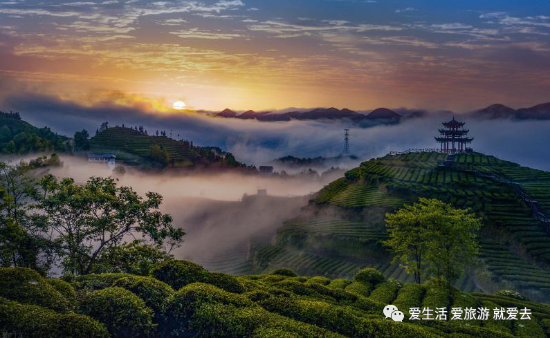 如何在恩施当地买富硒茶