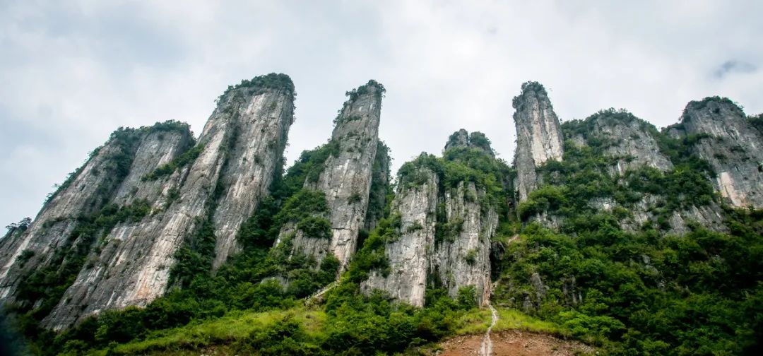 如何在恩施当地买富硒茶