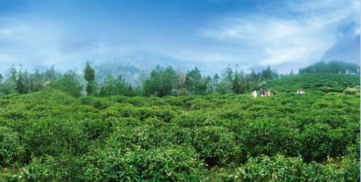 西安哪里买紫阳富硒茶好