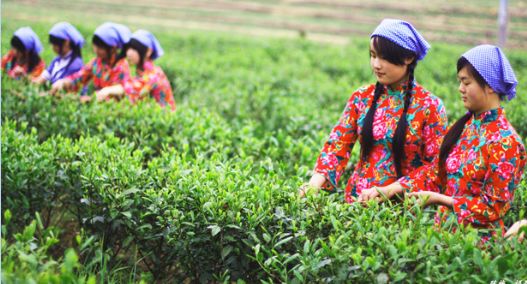 西安哪里买紫阳富硒茶好