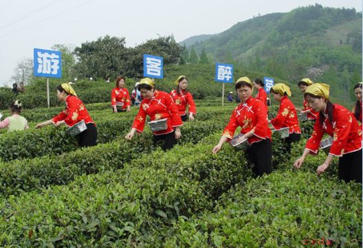 西安哪里买紫阳富硒茶好