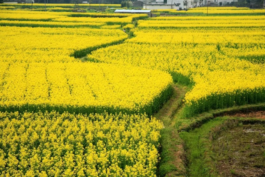 西安哪里买紫阳富硒茶好