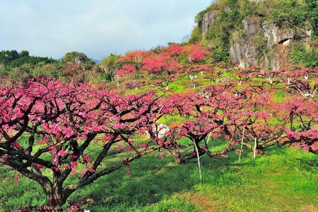 西安哪里买紫阳富硒茶好