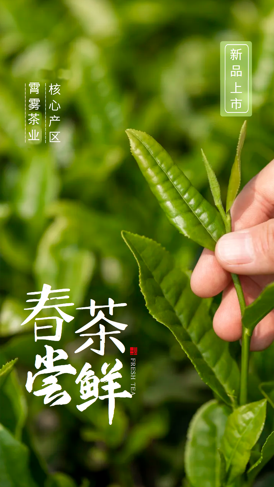 纯天然富硒茶怎么喝才好