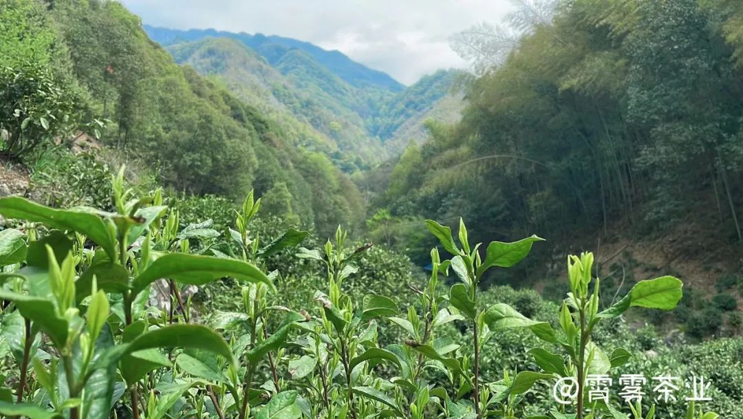 纯天然富硒茶怎么喝才好