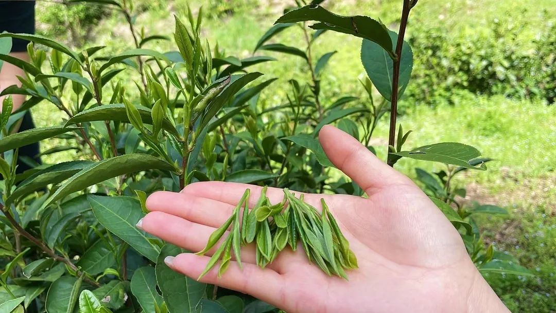 纯天然富硒茶怎么喝才好