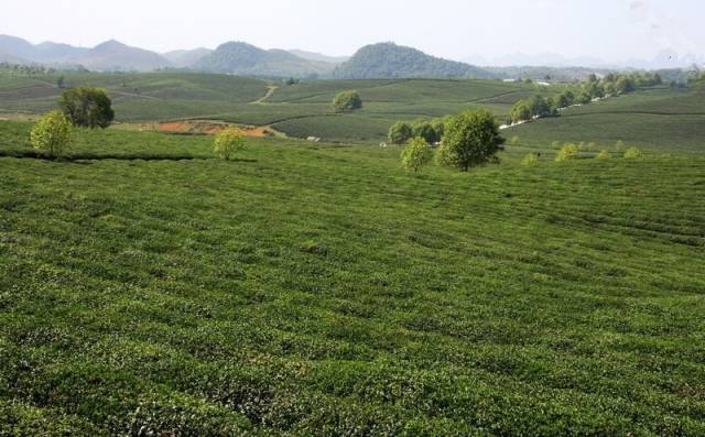 在贵阳哪里买开阳富硒茶