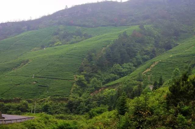 在贵阳哪里买开阳富硒茶