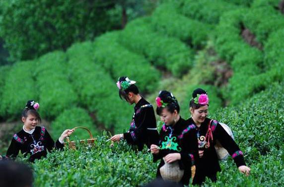 在贵阳哪里买开阳富硒茶