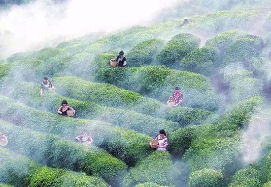 在贵阳哪里买开阳富硒茶