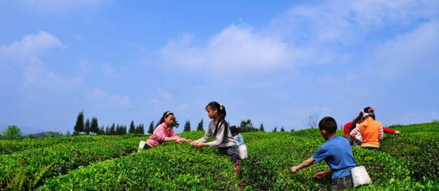 在贵阳哪里买开阳富硒茶