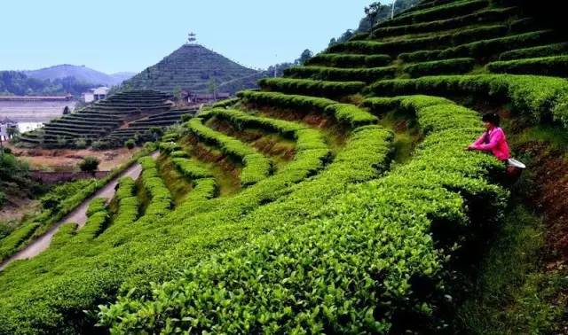 在贵阳哪里买开阳富硒茶