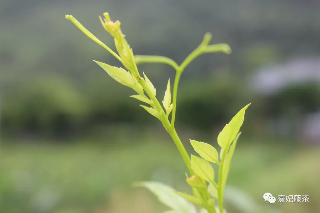 恩施富硒茶可以隔夜喝吗