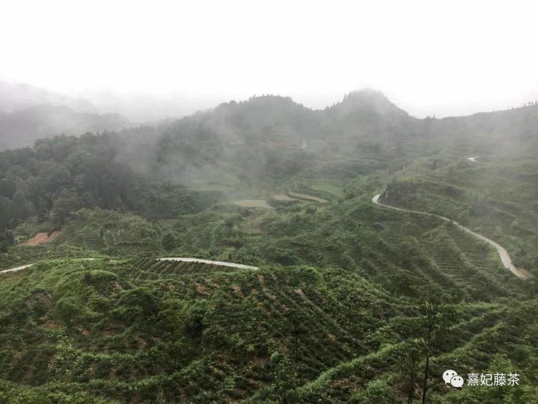 恩施富硒茶可以隔夜喝吗