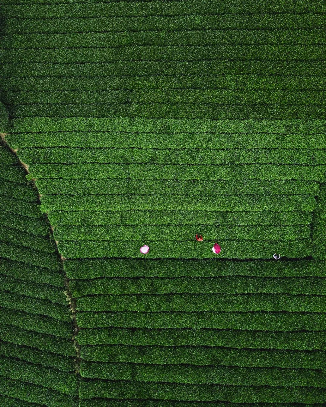 哪个地方富硒茶最好喝的