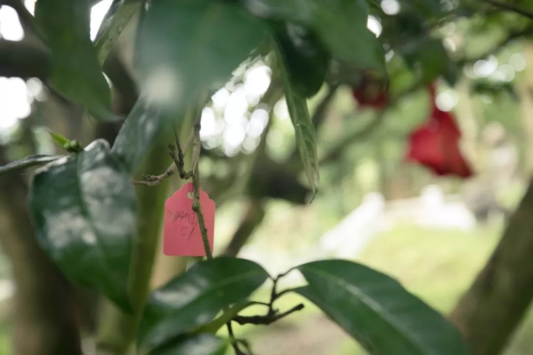 哪个地方富硒茶最好喝的