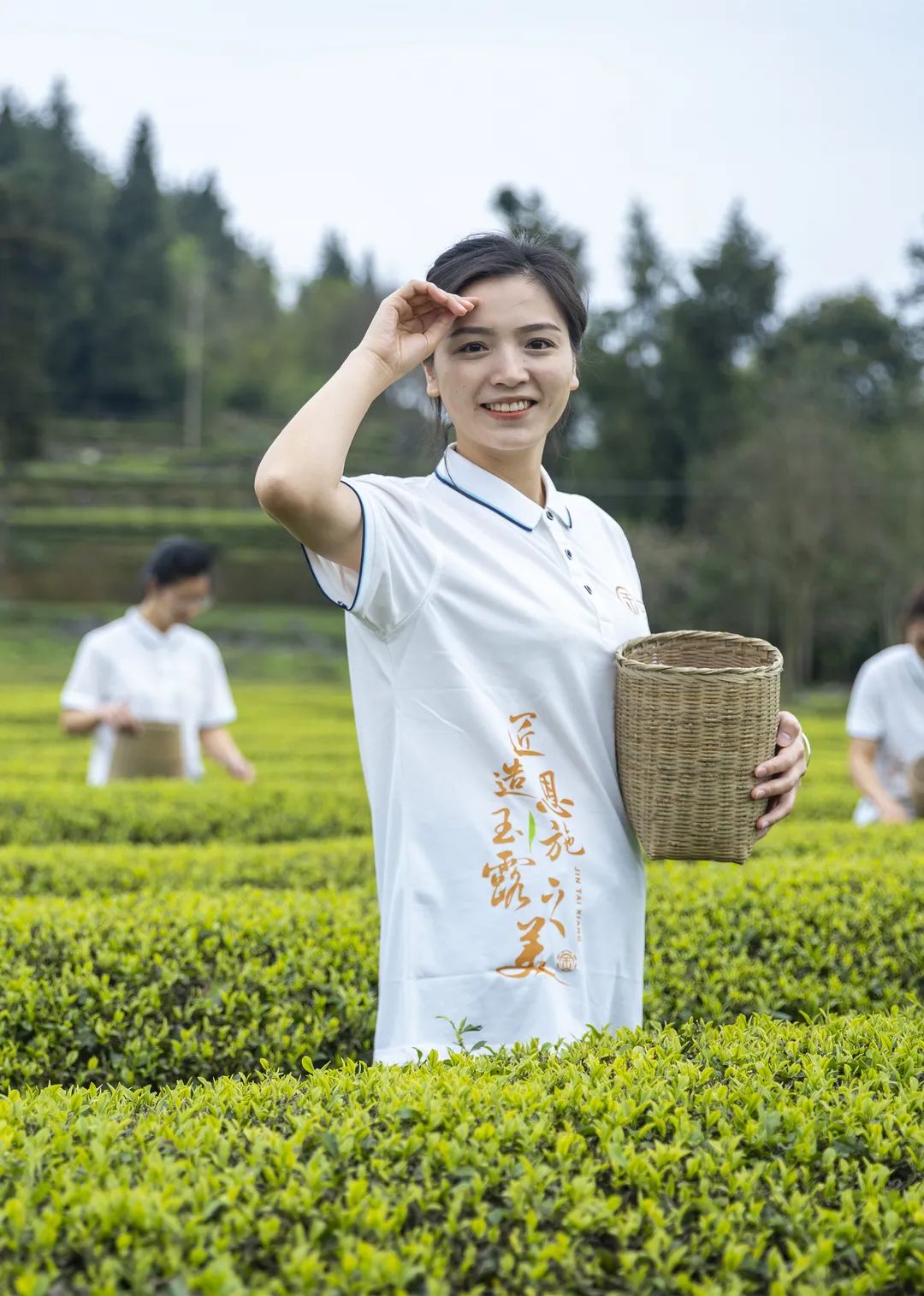 富硒茶恩施玉露哪里有卖