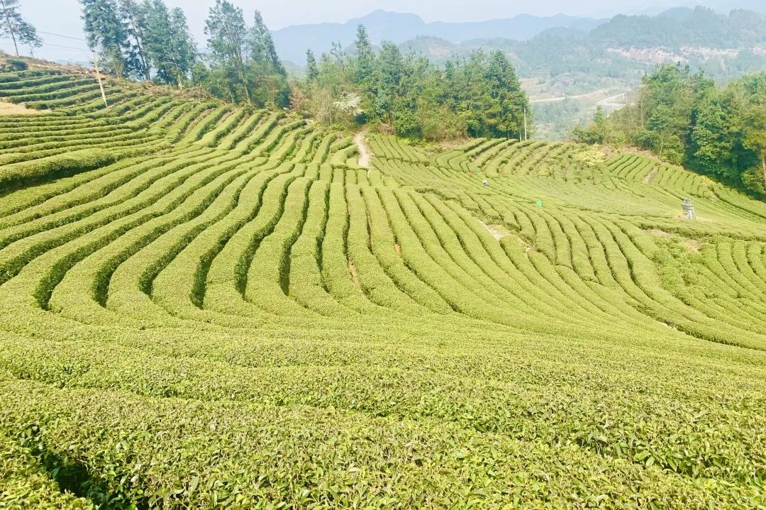 富硒茶恩施玉露哪里有卖