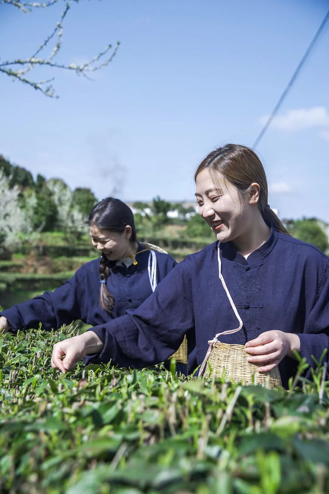 富硒茶恩施玉露哪里有卖