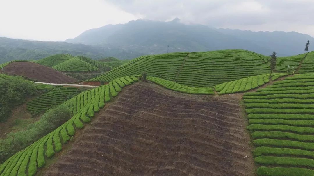 富硒茶恩施玉露哪里有卖