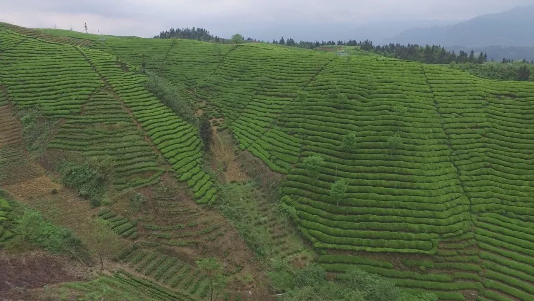 富硒茶恩施玉露哪里有卖