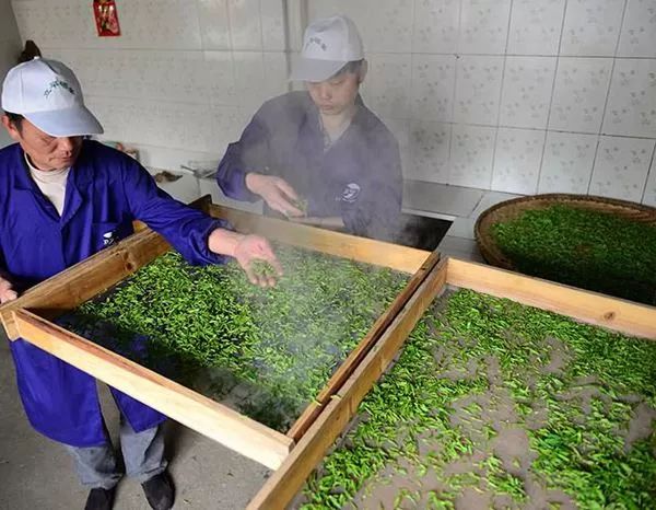 富硒茶恩施玉露哪里有卖