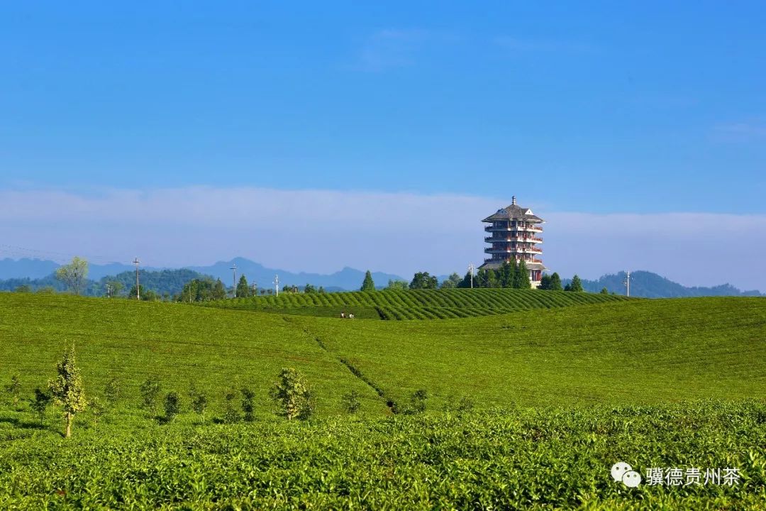 贵州哪些地方产富硒茶呢