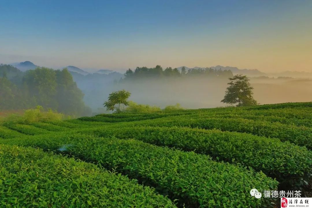 贵州哪些地方产富硒茶呢